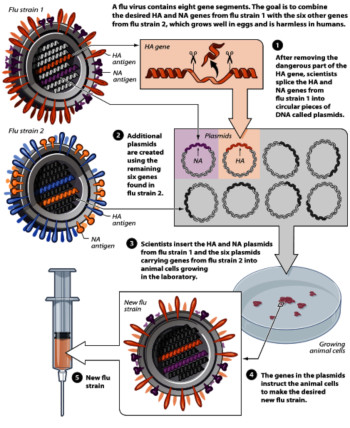 Bild "Nase:ReverseGeneticsFlu.jpg"