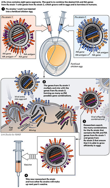 Bild "Virus_Huehnerei.jpg"