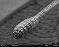 Bild "sonstiges:Antenne_REM.jpg"